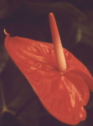 火鶴花特寫。