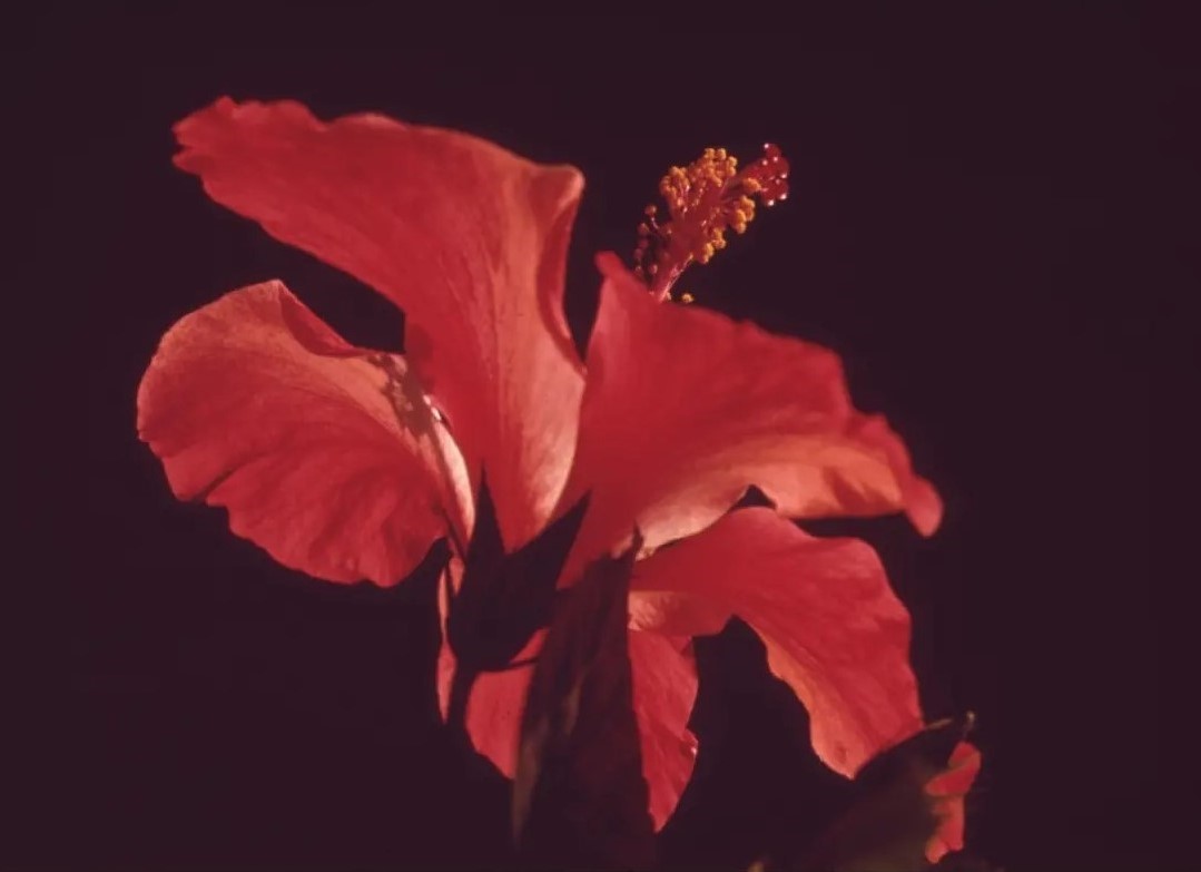 紅花特寫攝影。
